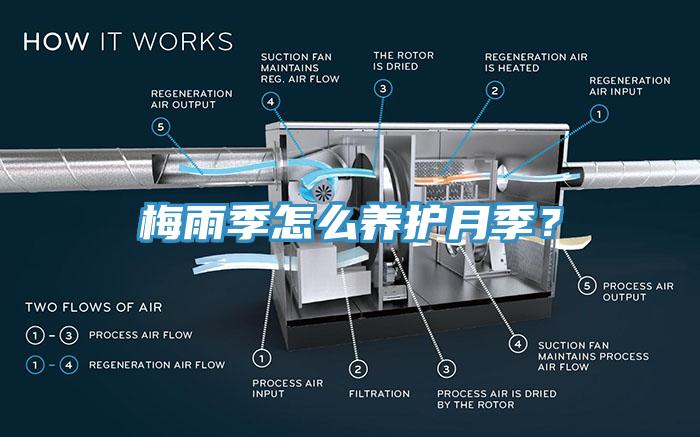 梅雨季怎么養護月季？