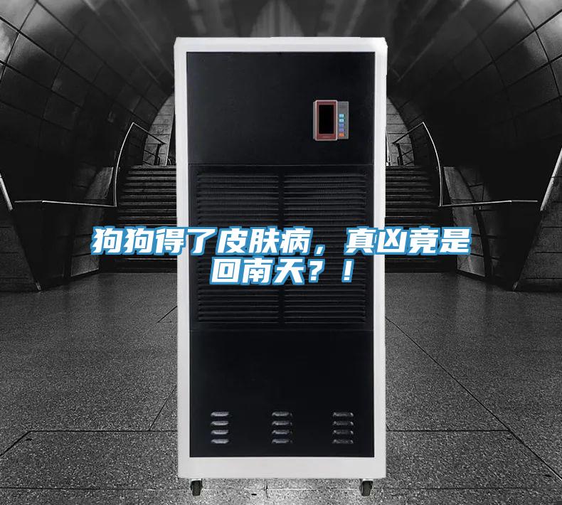 狗狗得了皮膚病，真兇竟是回南天？！