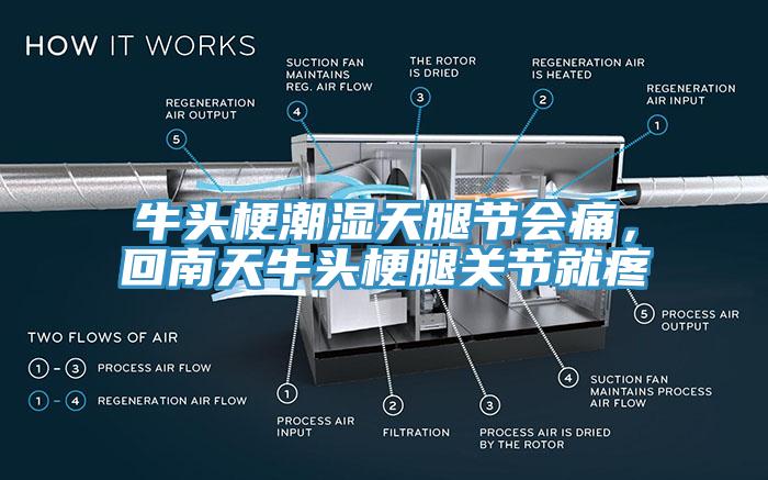 牛頭梗潮濕天腿節會痛，回南天牛頭梗腿關節就疼