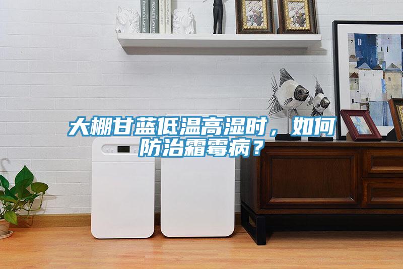 大棚甘藍低溫高濕時,如何防治霜霉病?