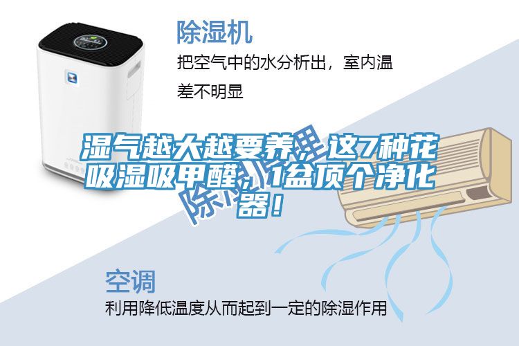 濕氣越大越要養,這7種花吸濕吸甲醛,1盆頂個凈化器!